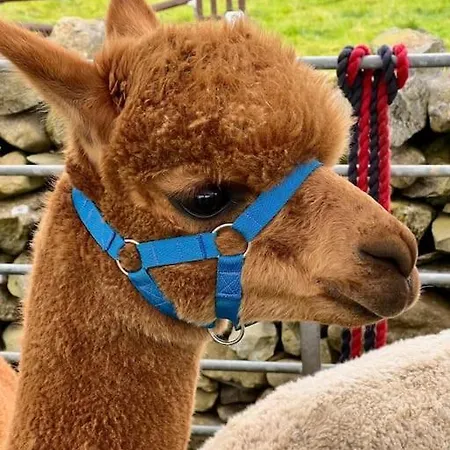 Dom wakacyjny The Drumlins Ulverston